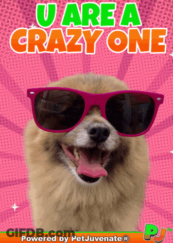 Dog With Sunglasses U Are A Crazy One GIF