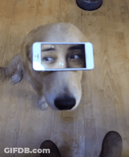 Dog With Technology GIF