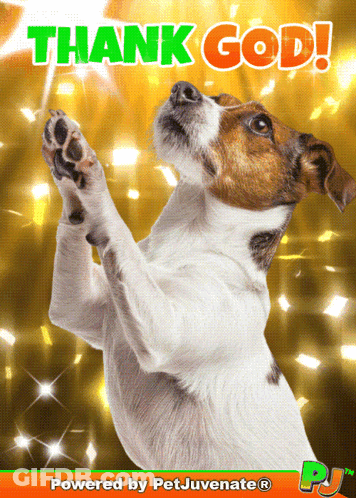 Dog With Thank God GIF