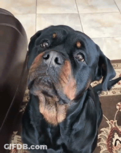Dog With Tongue Hanging Out GIF