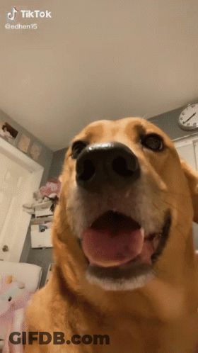 Dog With Tongue Out And Clock Background GIF