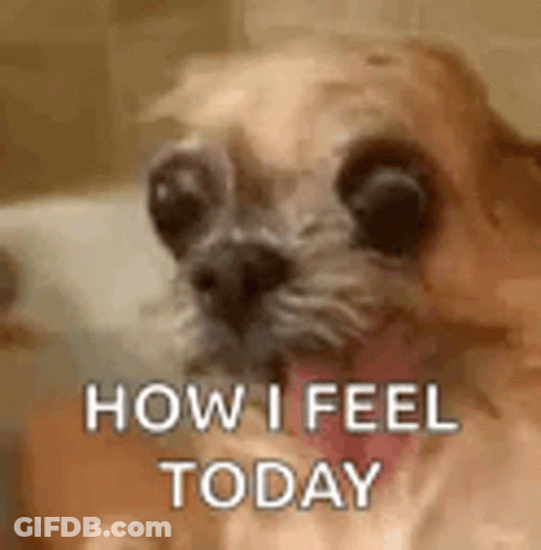 Dog With Tongue Out GIF