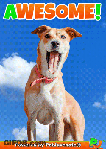 Dog With Tongue Out Saying Awesome GIF