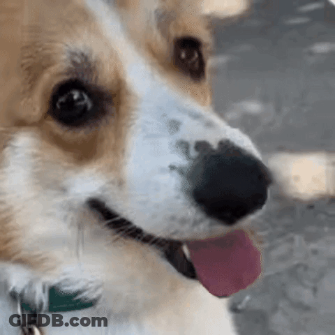 Dog With Tongue Out GIF