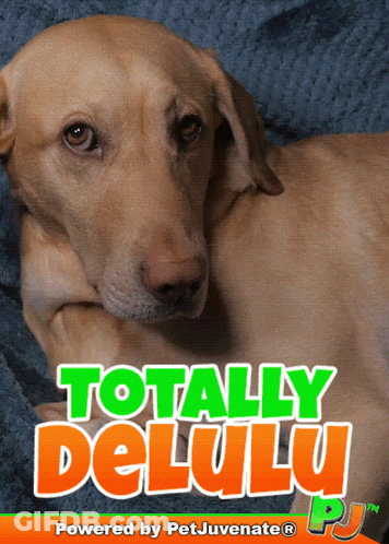 Dog With Totally Delulu GIF