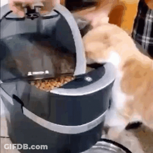 Dog With Triggered Sign GIF