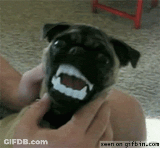 Dog With Vampire Teeth Bite GIF