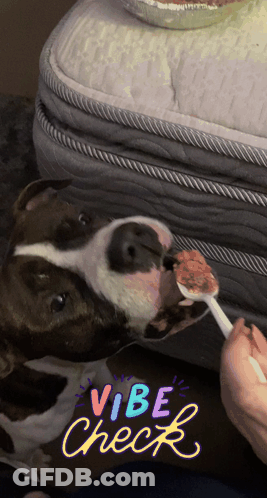 Dog With Vibe Check Sticker GIF