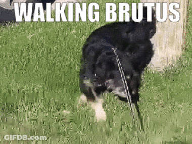 Dog With Walking Brutus GIF