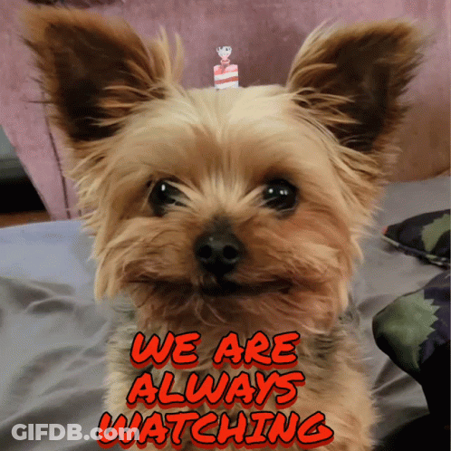 Dog With We Are Always Watching GIF