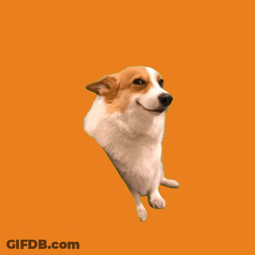 Dog With $ Welsh First $ Btc Dog GIF
