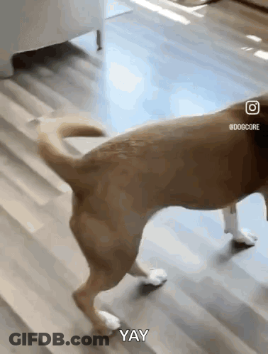 Dog With White Paws Walking Saying Yay GIF