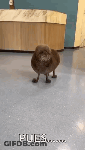 Dog With Wig In Front Of Del Rio 80 Anos Sign GIF