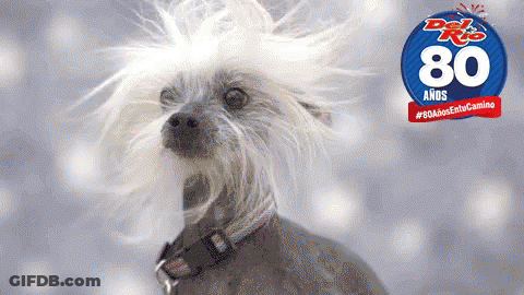 Dog With Wig In Front Of Del Rio 80 Anos Sign GIF