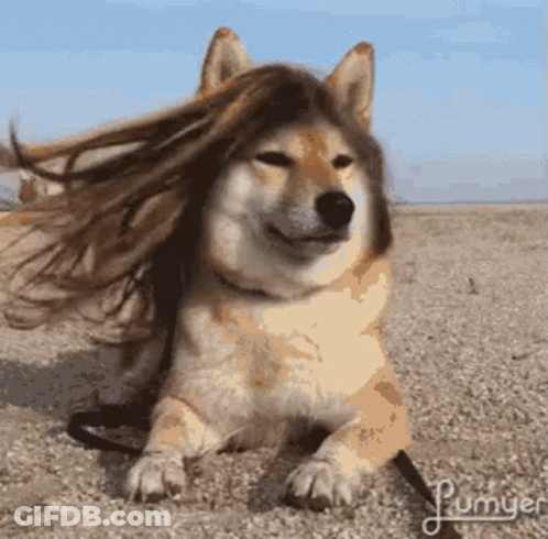 Dog With Wig Laying On Ground GIF