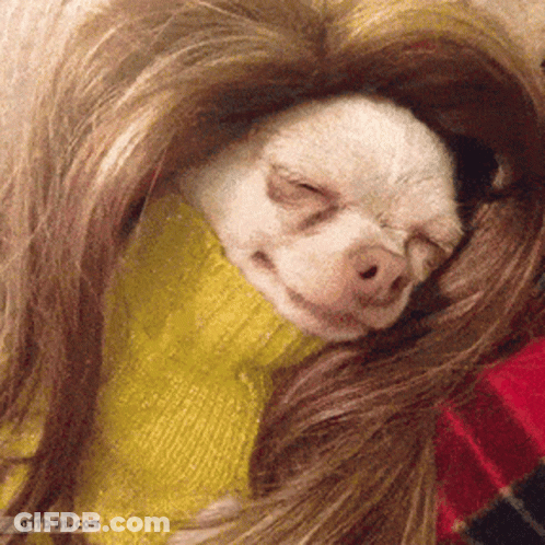 Dog With Wig Sleeping On Blanket GIF
