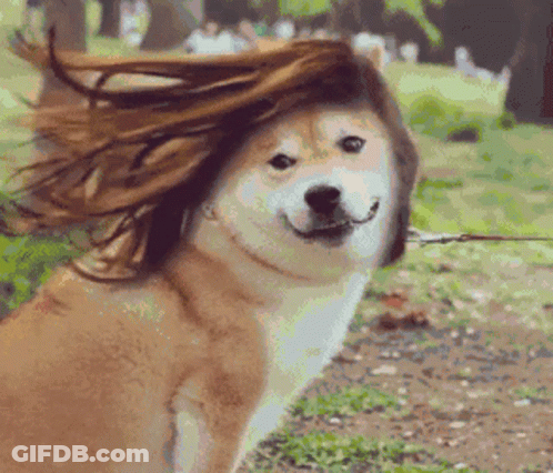 Dog With Wig Standing In Grass GIF