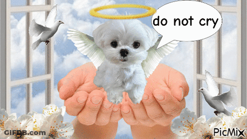 Dog With Wings Saying Do Not Cry GIF