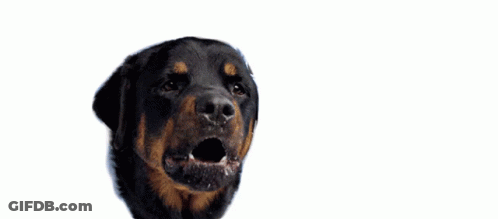 Dog With Woman's Lips Lipstar GIF