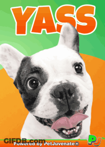 Dog With Yass Text GIF