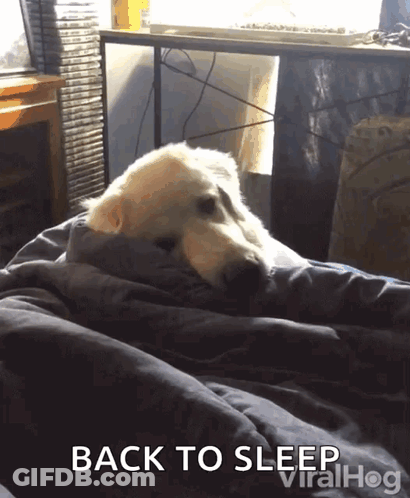 Dog Wrapped In Blanket Back To Sleep GIF