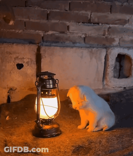 Dog Wrapped In Blanket Good Night Stay Warm GIF