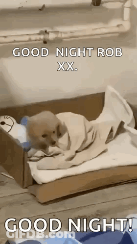 Dog Wrapped In Blanket In Cardboard Box Says Good Night Rob Xx GIF