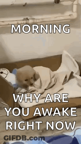 Dog Wrapped In Blanket On Cardboard GIF