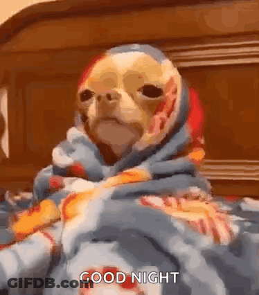 Dog Wrapped In Blanket Saying Good Night GIF