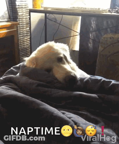 Dog Wrapped In Blanket Saying Naptime GIF
