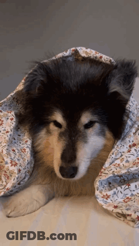 Dog Wrapped In Floral Blanket Looking At Camera GIF