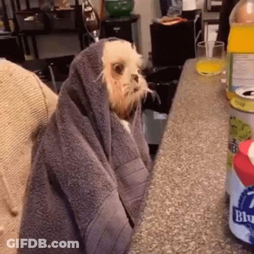 Dog Wrapped In Towel Beside Blue Ribbon Soda GIF