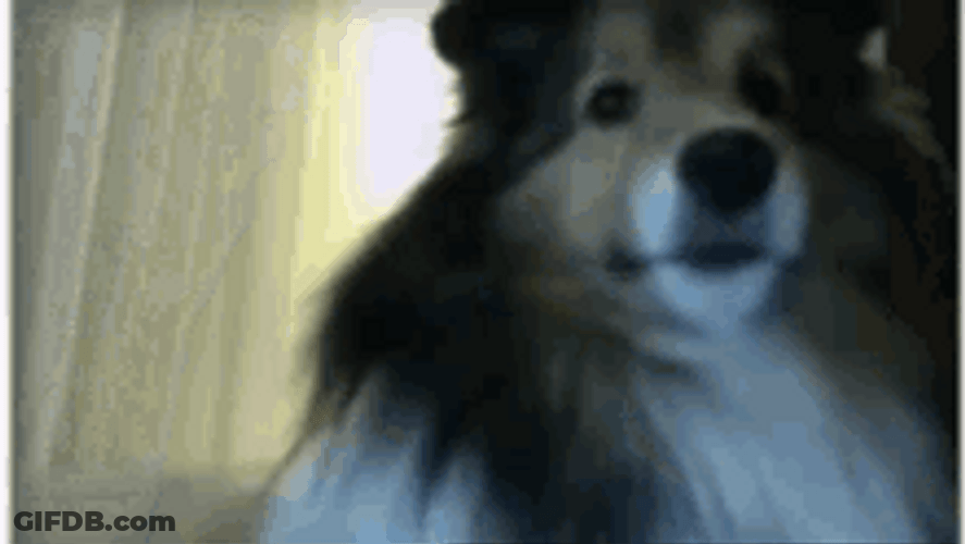 Dog X-Ray Scary Jump Scare GIF