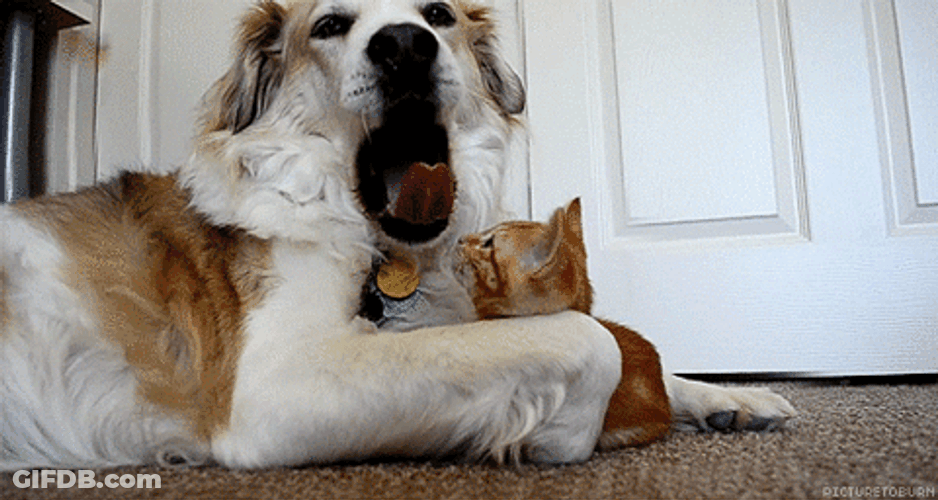 Dog Yawn Tongue Cat Scratched GIF