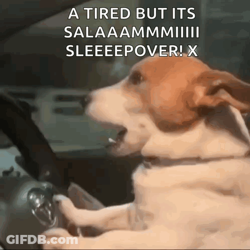 Dog Yawning In Driver's Seat GIF