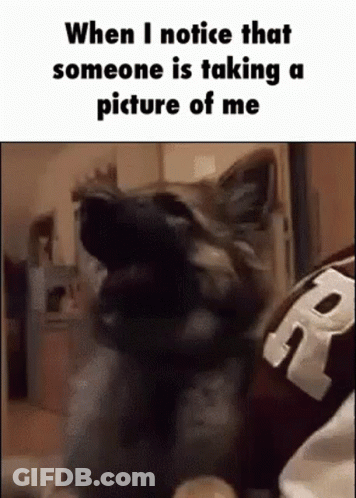 Dog Yawning On Lap GIF