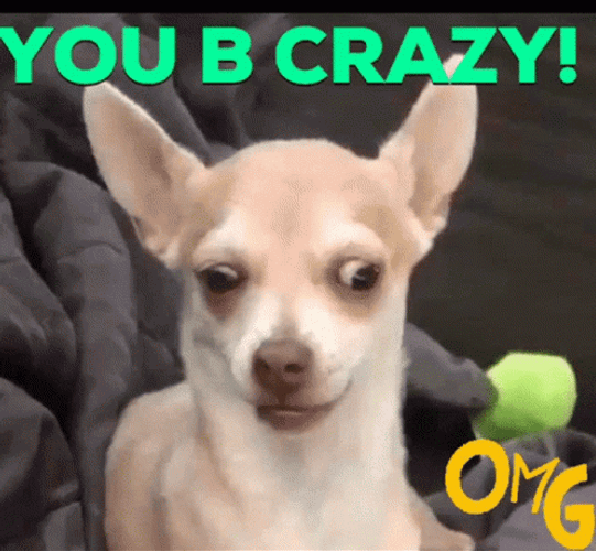 Dog You Crazy GIF