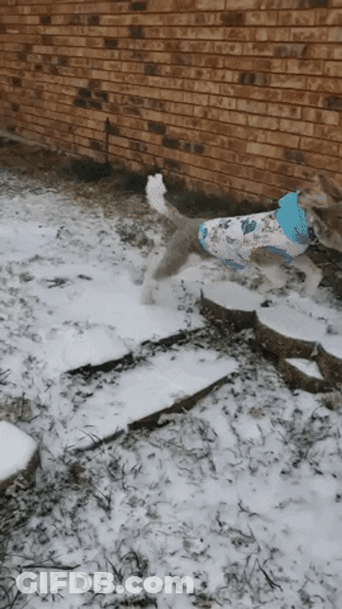 Dog Zoomies 2 Dogs Chasing Each Other GIF