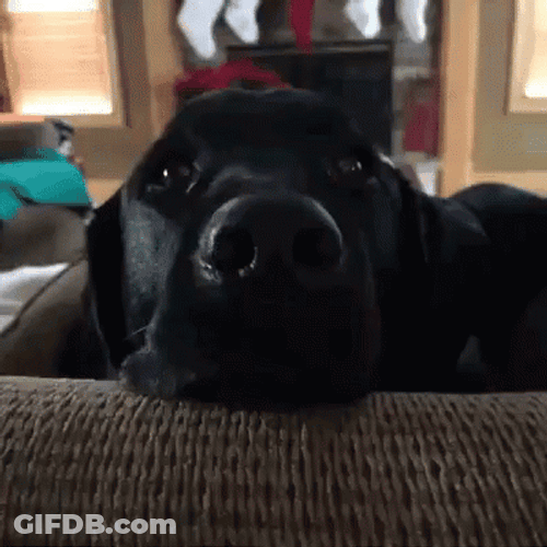 Dog Zoomies Acting Silly Face GIF