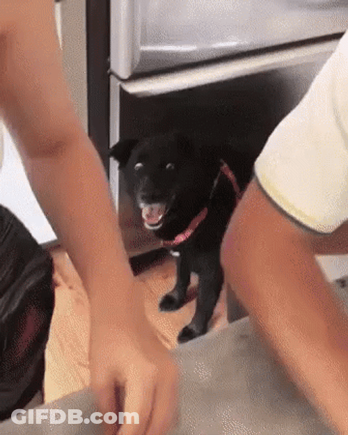Dog Zoomies Blur Of Motion GIF