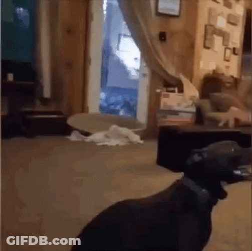 Dog Zoomies Burst Of Energy GIF