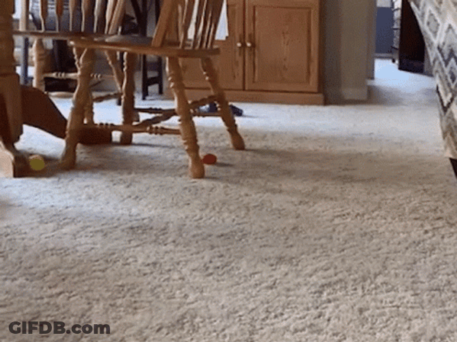 Dog Zoomies Burst Of Excitement GIF
