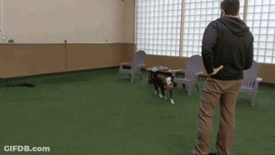 Dog Zoomies Burst Of Pure Canine Energy GIF