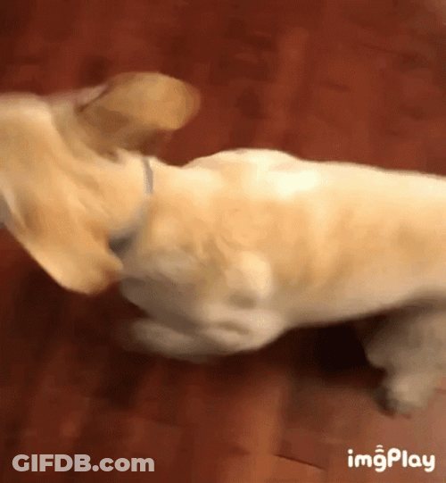 Dog Zoomies Catching Own Tail GIF