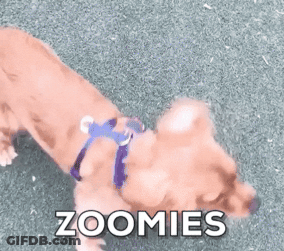 Dog Zoomies Chaotic Display GIF