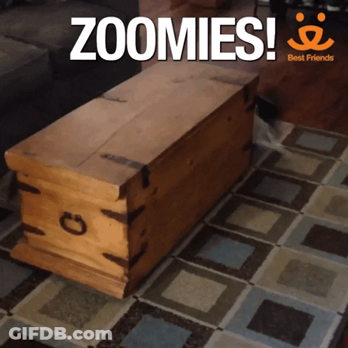 Dog Zoomies Chased By Cat GIF
