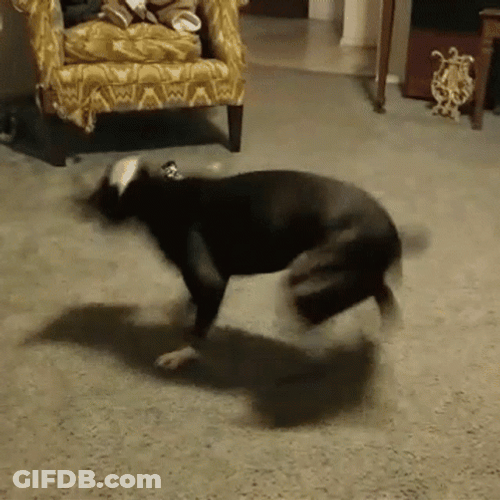 Dog Zoomies Circling Around GIF