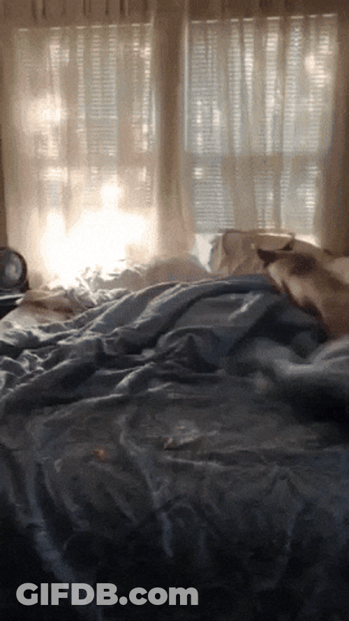 Dog Zoomies Fun Way To Exercise GIF