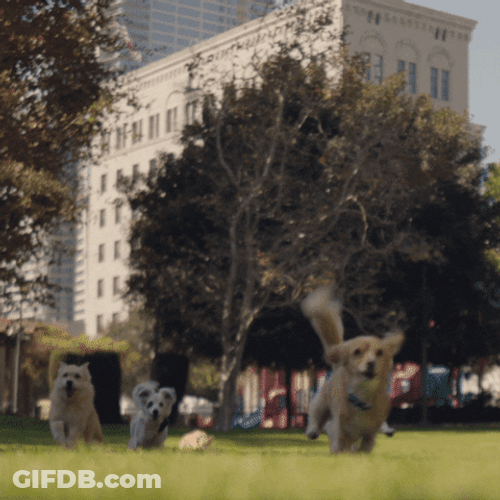 Dog Zoomies Having Fun At Park GIF