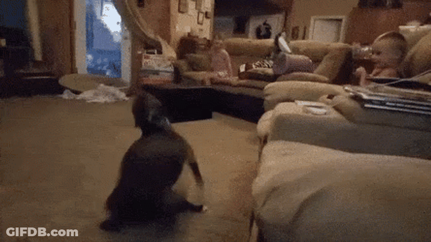 Dog Zoomies Hilarious Sight GIF